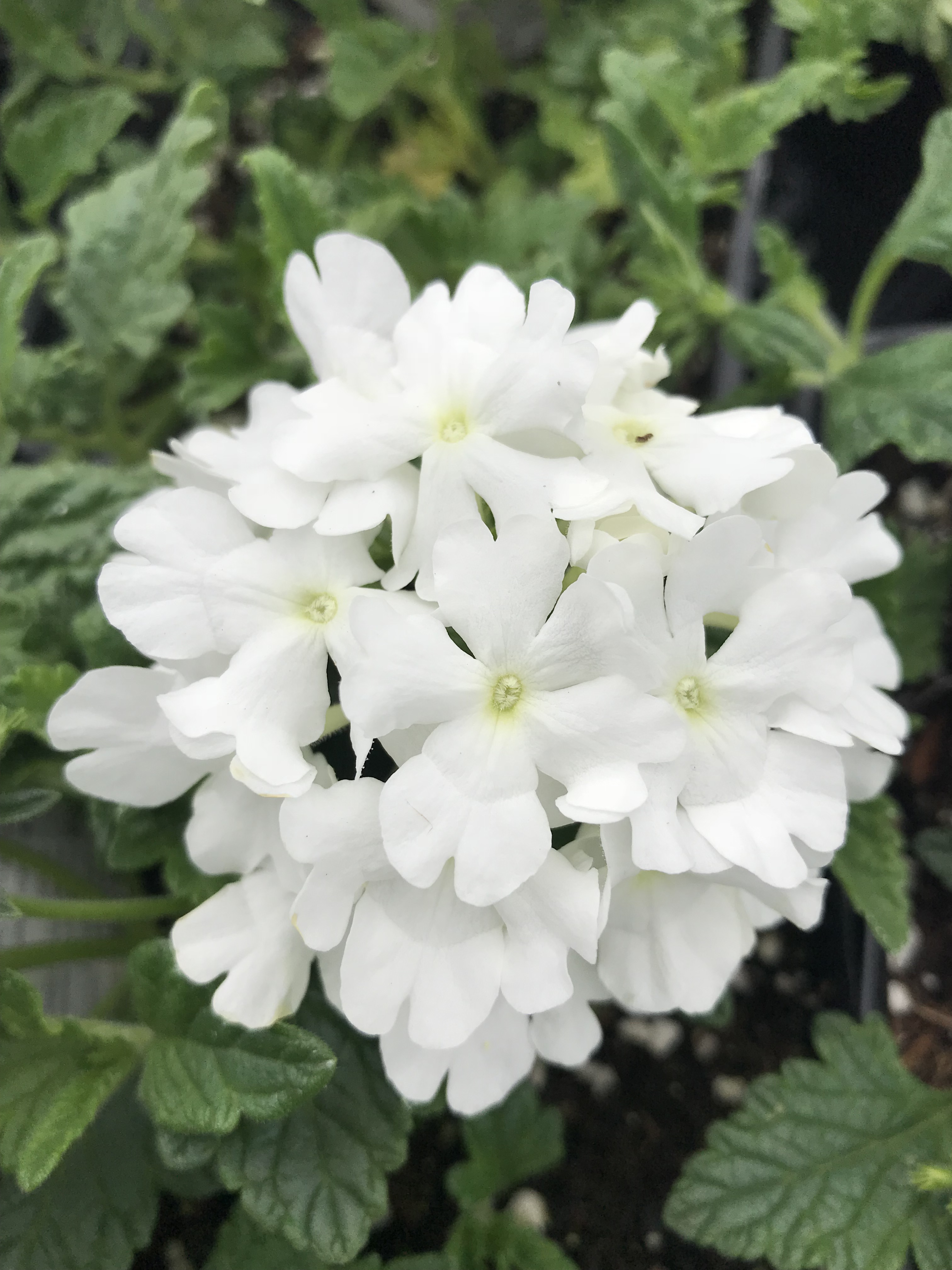VERBENA hybrid Superbena 'Whiteout' emerisa gardens